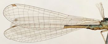 Media type: image; Entomology 12286   Aspect: wing